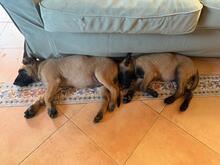 OSO, Hund, Malinois in Spanien - Bild 10