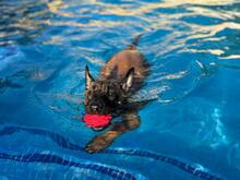 OSO, Hund, Malinois in Spanien - Bild 12