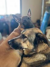 OSO, Hund, Malinois in Spanien - Bild 13