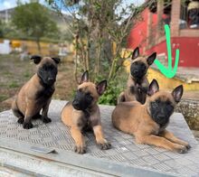 OSO, Hund, Malinois in Spanien - Bild 14