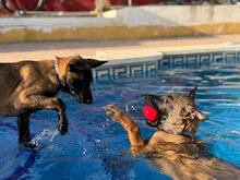 OSO, Hund, Malinois in Spanien - Bild 2