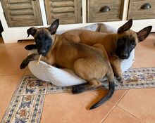 OSO, Hund, Malinois in Spanien - Bild 3
