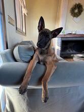OSO, Hund, Malinois in Spanien - Bild 4