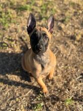 OSO, Hund, Malinois in Spanien - Bild 5