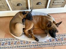 OSO, Hund, Malinois in Spanien - Bild 6