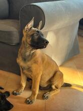 OSO, Hund, Malinois in Spanien - Bild 7