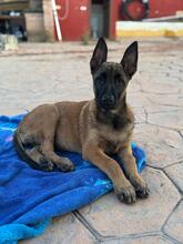 OSO, Hund, Malinois in Spanien - Bild 8