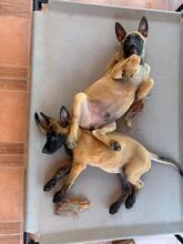 OSO, Hund, Malinois in Spanien - Bild 9