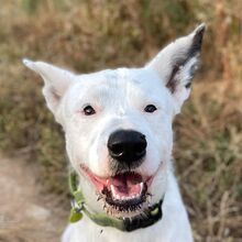 ASTA, Hund, Dogo Argentino-Mix in Spanien - Bild 1