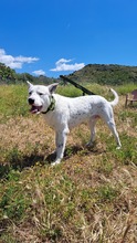 ASTA, Hund, Dogo Argentino-Mix in Spanien - Bild 2