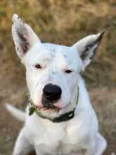 ASTA, Hund, Dogo Argentino-Mix in Spanien - Bild 3