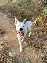 ASTA, Hund, Dogo Argentino-Mix in Spanien - Bild 4