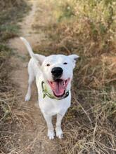 ASTA, Hund, Dogo Argentino-Mix in Spanien - Bild 5