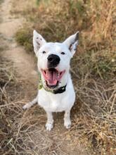 ASTA, Hund, Dogo Argentino-Mix in Spanien - Bild 6