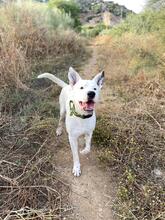 ASTA, Hund, Dogo Argentino-Mix in Spanien - Bild 7