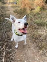 ASTA, Hund, Dogo Argentino-Mix in Spanien - Bild 8