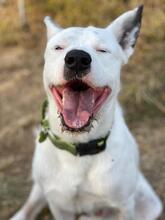 ASTA, Hund, Dogo Argentino-Mix in Spanien - Bild 9