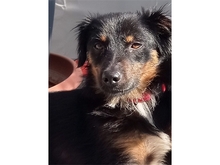 MARLON, Hund, Mischlingshund in Bühlertann - Bild 1