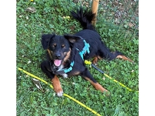 MARLON, Hund, Mischlingshund in Bühlertann - Bild 2