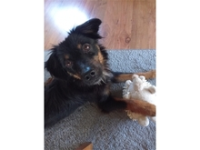 MARLON, Hund, Mischlingshund in Bühlertann - Bild 3