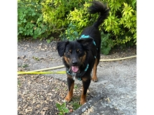 MARLON, Hund, Mischlingshund in Bühlertann - Bild 4
