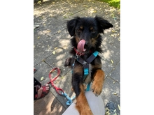 MARLON, Hund, Mischlingshund in Bühlertann - Bild 5