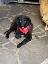 BÄRLI, Hund, Mischlingshund in Rosenheim - Bild 1