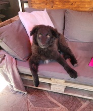 BÄRLI, Hund, Mischlingshund in Rosenheim - Bild 2