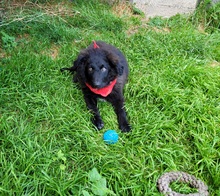 BÄRLI, Hund, Mischlingshund in Rosenheim - Bild 3
