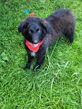 BÄRLI, Hund, Mischlingshund in Rosenheim - Bild 4