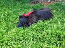 BÄRLI, Hund, Mischlingshund in Rosenheim - Bild 5