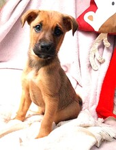 KRÜMEL, Hund, Mischlingshund in Hohenhameln - Bild 1