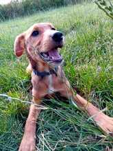 KRÜMEL, Hund, Mischlingshund in Hohenhameln - Bild 2