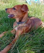 KRÜMEL, Hund, Mischlingshund in Hohenhameln - Bild 4