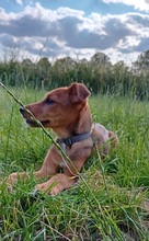 KRÜMEL, Hund, Mischlingshund in Hohenhameln - Bild 5