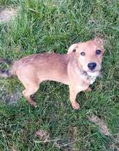 KRÜMEL, Hund, Mischlingshund in Hohenhameln - Bild 6