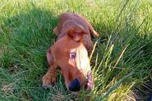 KRÜMEL, Hund, Mischlingshund in Hohenhameln - Bild 7