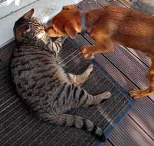 KRÜMEL, Hund, Mischlingshund in Hohenhameln - Bild 8