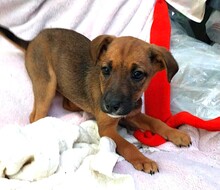 KRÜMEL, Hund, Mischlingshund in Hohenhameln - Bild 9