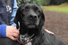 GIODITH, Hund, Labrador Mischling in Italien - Bild 1