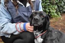 GIODITH, Hund, Labrador Mischling in Italien - Bild 10