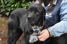 GIODITH, Hund, Labrador Mischling in Italien - Bild 11