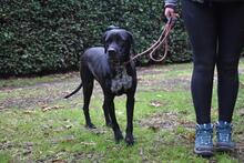 GIODITH, Hund, Labrador Mischling in Italien - Bild 12
