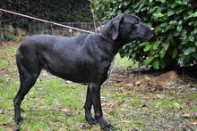 GIODITH, Hund, Labrador Mischling in Italien - Bild 13