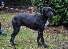 GIODITH, Hund, Labrador Mischling in Italien - Bild 2