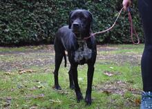 GIODITH, Hund, Labrador Mischling in Italien - Bild 3