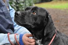 GIODITH, Hund, Labrador Mischling in Italien - Bild 4