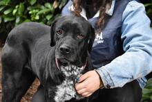 GIODITH, Hund, Labrador Mischling in Italien - Bild 5