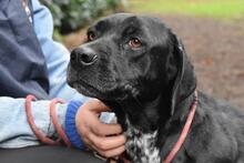 GIODITH, Hund, Labrador Mischling in Italien - Bild 6