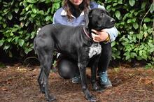 GIODITH, Hund, Labrador Mischling in Italien - Bild 7